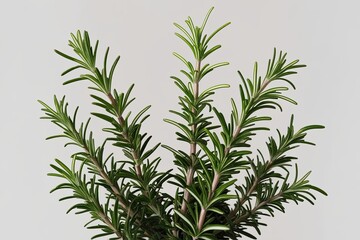 Vivid Rosemary Leaves Showcased on a Minimal White Background