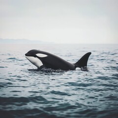 Fototapeta premium Killer whale in the water