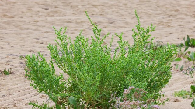 Sea Blite Suaeda maritima is green strub on beach, Close up of Suaeda maritima tree on the sand. This is vegetables that are beneficial to health