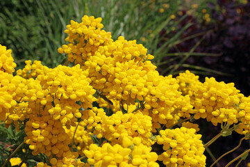Sunlit Slipperwort blooms, Derbyshire England
