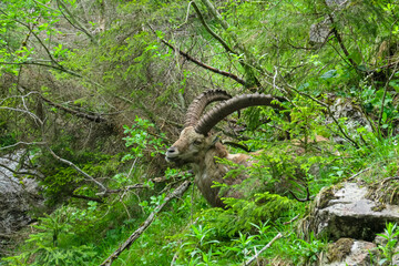 Wild mountain goat Alpine ibex with impressive long curved horns surrounded by dense forest in...