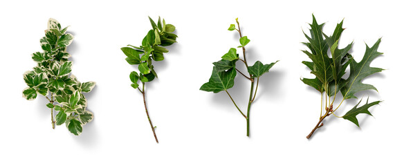 A collection of assorted green leaves from multiple plants arranged neatly on a white surface, showcasing their unique shapes and textures