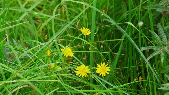 Smooth hawksbeard flowers. Yellow flowers of the Hawksbeard plant. Crepis tectorum, narrowleaf hawksbeard or 'narrow-leaved hawk's-beard growing on the sand dunes