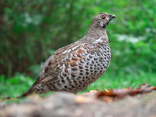 Male of hazel grouse perching on a ground