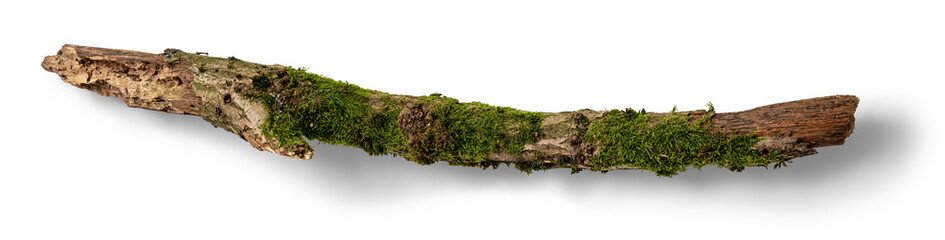 A moss-covered stick is placed on a bright surface, highlighting the vibrant green moss contrasting...