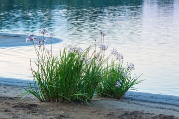Umbrella sedge blooms on river bank
