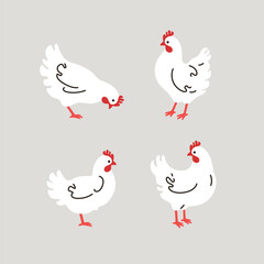 Poultry farm bird. Illustration of white Chicken isolated on white background.