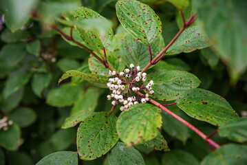 Cornus alba, the red-barked, white or Siberian dogwood in russia