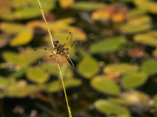 Four-spotted chaser almost hidden against pond background. Dragonfly UK. Libellula quadrimaculata.