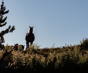 Backlight of a horse facing the mountain