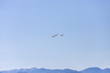 Swans flying high in the sky in winter, migrated from the north.