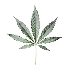 Sophisticated close-up of a cannabis leaf on a white backdrop showcasing intricate details and textures