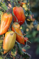San Marzano Tomato