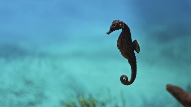 Pregnant male green seahorse swimming in blue water column in sunlight in oceanarium aquarium, Slow motion, Follow shot. Underwater marine exotic fauna nature, wild environment. Amazing beauty