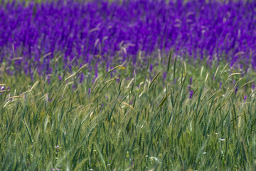 Field of purple wildflowers and green wheat ears