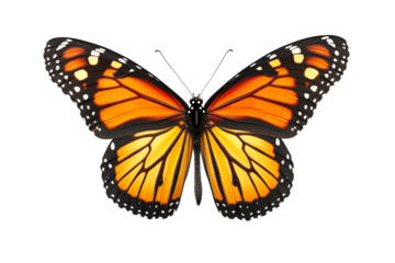 Vibrant monarch butterfly with striking orange and black wings, showcasing nature's beauty and elegance.