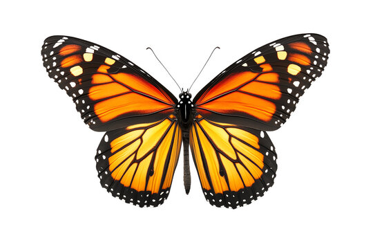 Fototapeta Vibrant monarch butterfly with striking orange and black wings, showcasing nature's beauty and elegance.