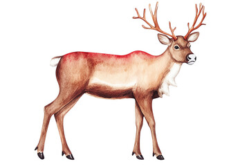 Obraz premium A beautifully illustrated deer with majestic antlers, ideal for nature-themed projects and wildlife art.