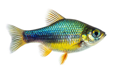 A vibrant and colorful fish capturing the beauty of aquatic life with intricate scales and graceful fins.
