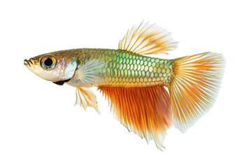Fototapeta premium A vibrant and colorful guppy fish with striking fins, showcasing its unique patterns and textures in a clear view.