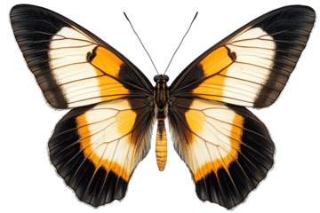 A vibrant butterfly showcasing stunning orange and black patterns, perfect for nature-themed projects and artistic designs.