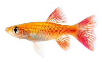 Fototapeta premium A vibrant orange goldfish swimming gracefully, showcasing its beautiful fins and scales. Perfect for aquatic themes and pet illustrations.