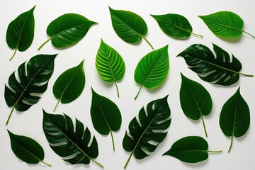Obraz premium Stunning Display of Vibrant Green Leaves on Crisp White Background