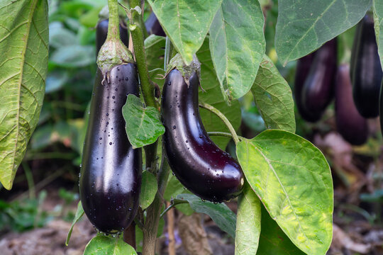 Fresh ripe eggplant fruits growing in the garden