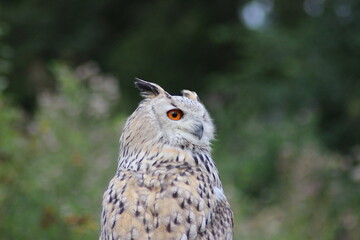 Eurasian Eagle Owl (Bubo bubo) on a tree
