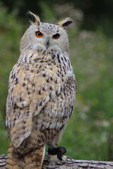 Eurasian Eagle Owl (Bubo bubo) on a tree