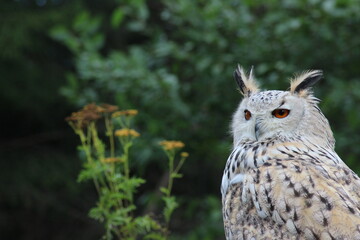 Eurasian Eagle Owl (Bubo bubo) on a tree