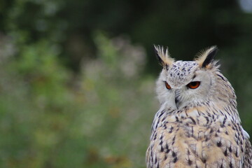 Eurasian Eagle Owl (Bubo bubo) on a tree