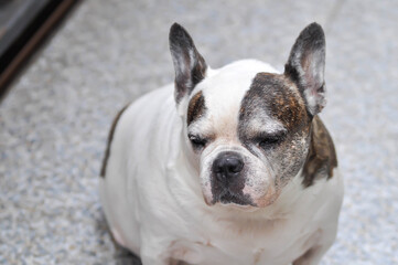 dog or French bulldog or old dog