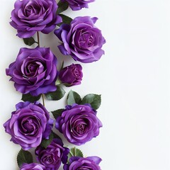 Fototapeta premium purple rose