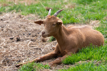 Portrait of a Golden Guernsey goat