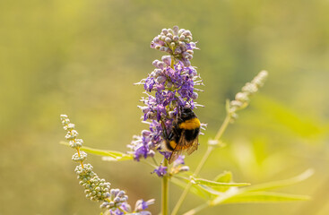 Bumblebee or hairy bee on lilac colored plant