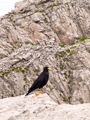 Gracchio alpino - Uccello nero alpi - Dolomiti