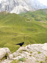 Gracchio alpino - Uccello nero alpi - Dolomiti