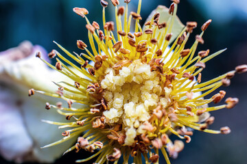 macro shot of a flower pistils and stamens