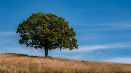 A solitary tree on A hill against A clear blue sky