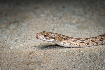 clifford's diadem snake, Spalerosophis diadema