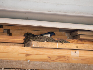 Barn swallow (Hirundo rustica) building a nest out of mud in a garage. Wild bird preparing a place for the mating season. Animal behavior in Germany.