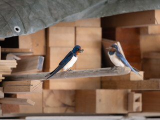 Barn swallow (Hirundo rustica) sitting in a garage with dirt in the beak to build a nest. Two adult birds starting a family in a warehouse building.
