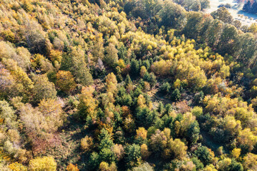 Aerial view of the autumnal colored forest in the Taunus