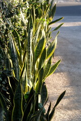 Maintained aloe vera plants for walls and exterior borders on roads or cafes
