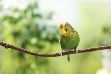Pet parrot. Cute budgerigar sitting on stick against blurred background