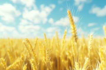 Fototapeta premium Close-up of golden wheat stalks in a field with blue sky and white clouds.
