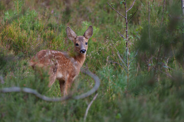 roe deer fawn in the woods