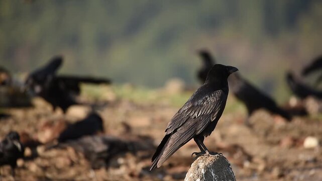 Common raven