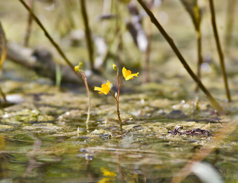 Bladderwort Utricularia australis